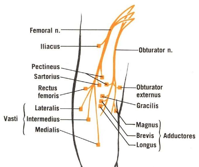 Vastus lateralis Anatomy Orthobullets